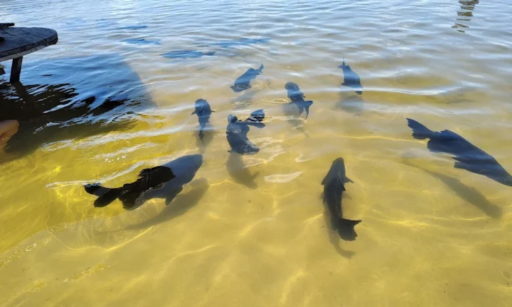 lagoa dos tambaquis (3)